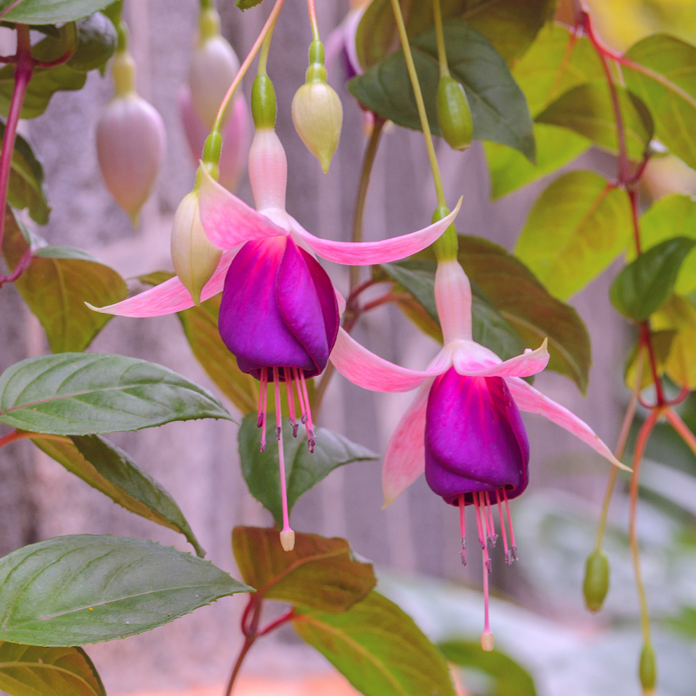 معرض الصور | Nakahat Ailiyeh